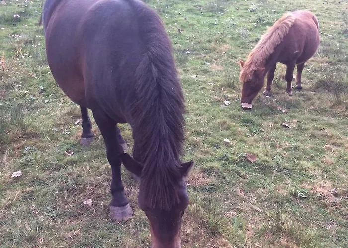 Du Puy De L'etang לינה וארוחת בוקר