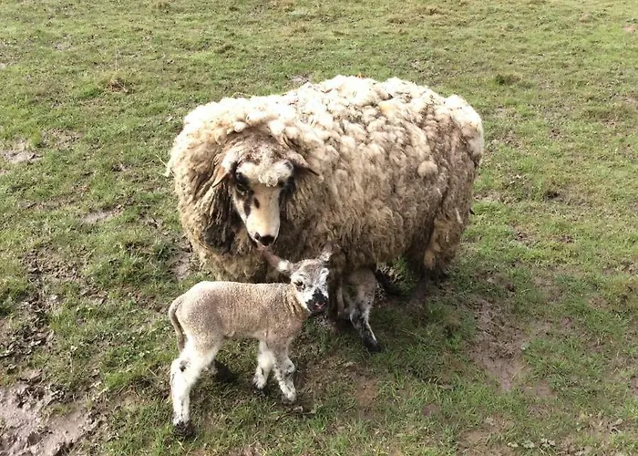 לינה וארוחת בוקר Du Puy De L'etang